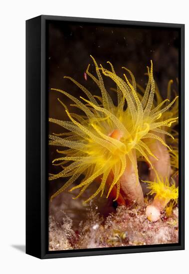 Yellow Coral (Tubastrea faulkneri) close-up of polyps, extended at night, Solor Archipelago-Colin Marshall-Framed Stretched Canvas