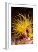 Yellow Coral (Tubastrea faulkneri) close-up of polyps, extended at night, Solor Archipelago-Colin Marshall-Framed Photographic Print