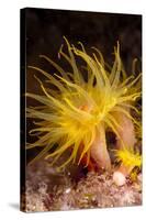 Yellow Coral (Tubastrea faulkneri) close-up of polyps, extended at night, Solor Archipelago-Colin Marshall-Stretched Canvas