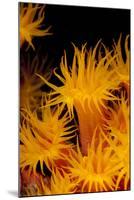 Yellow Coral (Tubastrea faulkneri) close-up of polyps, feeding at night, Maluku Islands-Colin Marshall-Mounted Photographic Print