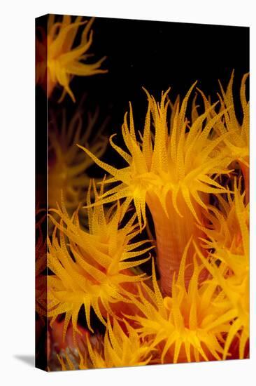 Yellow Coral (Tubastrea faulkneri) close-up of polyps, feeding at night, Maluku Islands-Colin Marshall-Stretched Canvas