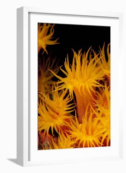 Yellow Coral (Tubastrea faulkneri) close-up of polyps, feeding at night, Maluku Islands-Colin Marshall-Framed Photographic Print