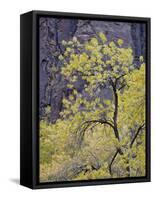 Yellow Cottonwood in the Fall, Zion National Park, Utah, USA-James Hager-Framed Stretched Canvas