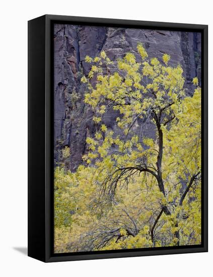 Yellow Cottonwood in the Fall, Zion National Park, Utah, USA-James Hager-Framed Stretched Canvas