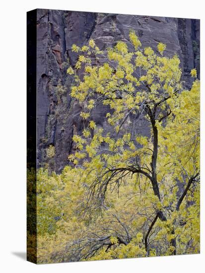 Yellow Cottonwood in the Fall, Zion National Park, Utah, USA-James Hager-Stretched Canvas