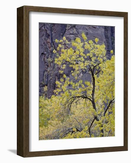 Yellow Cottonwood in the Fall, Zion National Park, Utah, USA-James Hager-Framed Photographic Print