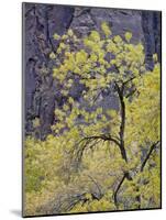 Yellow Cottonwood in the Fall, Zion National Park, Utah, USA-James Hager-Mounted Photographic Print