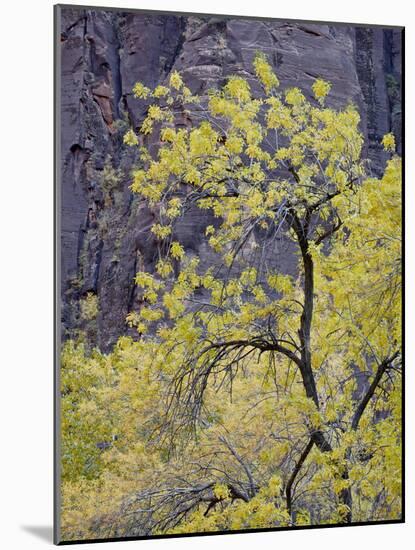 Yellow Cottonwood in the Fall, Zion National Park, Utah, USA-James Hager-Mounted Photographic Print