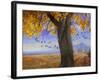 Yellow Cottonwood-Chris Vest-Framed Photographic Print