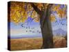 Yellow Cottonwood-Chris Vest-Stretched Canvas