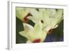 Yellow Cream I-Dana Styber-Framed Photographic Print