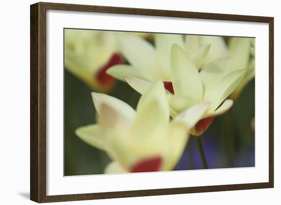 Yellow Cream I-Dana Styber-Framed Photographic Print