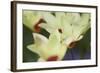 Yellow Cream I-Dana Styber-Framed Photographic Print