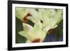 Yellow Cream I-Dana Styber-Framed Photographic Print