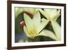 Yellow Cream II-Dana Styber-Framed Photographic Print