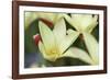 Yellow Cream II-Dana Styber-Framed Photographic Print