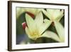 Yellow Cream II-Dana Styber-Framed Photographic Print