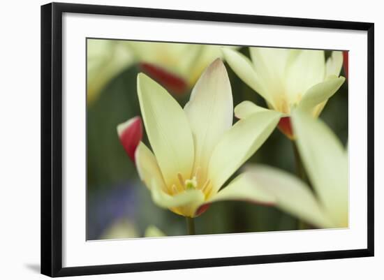 Yellow Cream II-Dana Styber-Framed Photographic Print