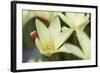 Yellow Cream II-Dana Styber-Framed Photographic Print