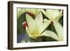 Yellow Cream II-Dana Styber-Framed Photographic Print