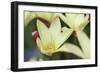 Yellow Cream II-Dana Styber-Framed Photographic Print