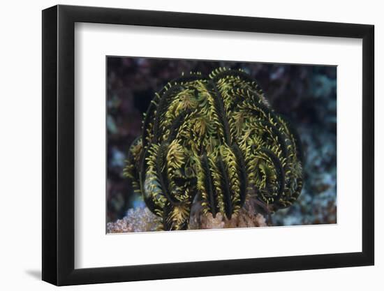 Yellow Criniod Feather Star Balled Up on the Reefs Edge in Fiji-Stocktrek Images-Framed Premium Photographic Print