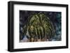 Yellow Criniod Feather Star Balled Up on the Reefs Edge in Fiji-Stocktrek Images-Framed Premium Photographic Print