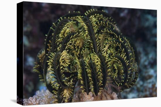 Yellow Criniod Feather Star Balled Up on the Reefs Edge in Fiji-Stocktrek Images-Stretched Canvas