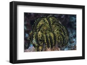 Yellow Criniod Feather Star Balled Up on the Reefs Edge in Fiji-Stocktrek Images-Framed Photographic Print