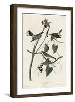 Yellow Crown Warbler-null-Framed Giclee Print