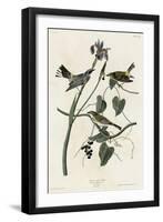 Yellow Crown Warbler-null-Framed Giclee Print