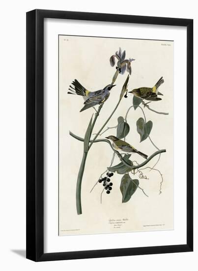 Yellow Crown Warbler-null-Framed Giclee Print