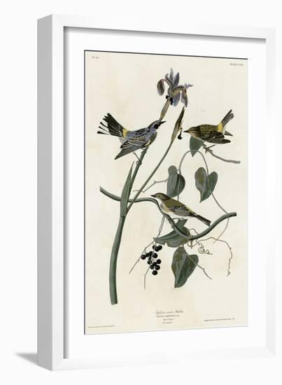 Yellow Crown Warbler-null-Framed Giclee Print