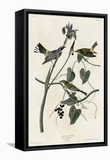 Yellow Crown Warbler-null-Framed Stretched Canvas