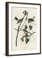 Yellow Crown Warbler-null-Framed Giclee Print