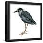 Yellow-Crowned Night Heron (Nyctanassa Violacea), Birds-Encyclopaedia Britannica-Framed Poster