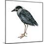 Yellow-Crowned Night Heron (Nyctanassa Violacea), Birds-Encyclopaedia Britannica-Mounted Poster