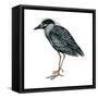 Yellow-Crowned Night Heron (Nyctanassa Violacea), Birds-Encyclopaedia Britannica-Framed Stretched Canvas