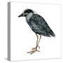 Yellow-Crowned Night Heron (Nyctanassa Violacea), Birds-Encyclopaedia Britannica-Stretched Canvas