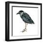 Yellow-Crowned Night Heron (Nyctanassa Violacea), Birds-Encyclopaedia Britannica-Framed Art Print