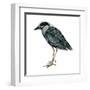 Yellow-Crowned Night Heron (Nyctanassa Violacea), Birds-Encyclopaedia Britannica-Framed Art Print