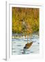 Yellow-crowned Night-heron wading in salt marsh.-Larry Ditto-Framed Photographic Print