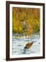 Yellow-crowned Night-heron wading in salt marsh.-Larry Ditto-Framed Photographic Print