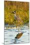 Yellow-crowned Night-heron wading in salt marsh.-Larry Ditto-Mounted Photographic Print