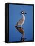 Yellow-crowned Night Heron Wading in Shallow Water, Ding Darling NWR, Sanibel Island, Florida, USA-Charles Sleicher-Framed Stretched Canvas