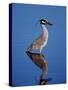 Yellow-crowned Night Heron Wading in Shallow Water, Ding Darling NWR, Sanibel Island, Florida, USA-Charles Sleicher-Stretched Canvas