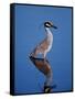 Yellow-crowned Night Heron Wading in Shallow Water, Ding Darling NWR, Sanibel Island, Florida, USA-Charles Sleicher-Framed Stretched Canvas