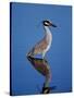 Yellow-crowned Night Heron Wading in Shallow Water, Ding Darling NWR, Sanibel Island, Florida, USA-Charles Sleicher-Stretched Canvas