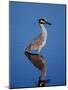 Yellow-crowned Night Heron Wading in Shallow Water, Ding Darling NWR, Sanibel Island, Florida, USA-Charles Sleicher-Mounted Photographic Print