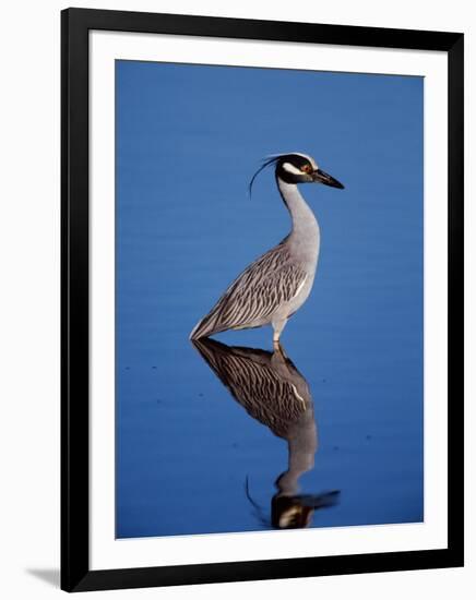 Yellow-crowned Night Heron Wading in Shallow Water, Ding Darling NWR, Sanibel Island, Florida, USA-Charles Sleicher-Framed Photographic Print